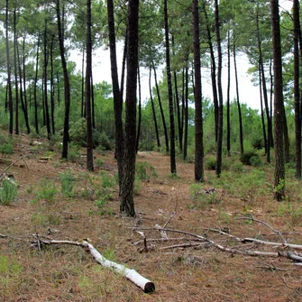 Sentier de la Loge – Forêt de la Coubre