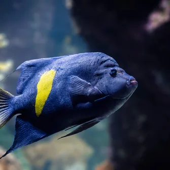 Aquarium La Rochelle