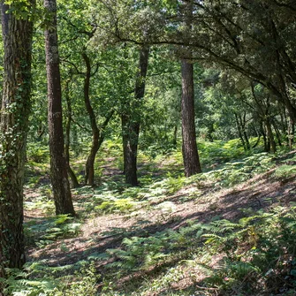 Boucle équestre N°4 – Forêt des Combots