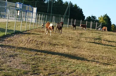 Camping Les Vignes