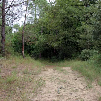 Sentier des Carreaux – Forêt de la Coubre