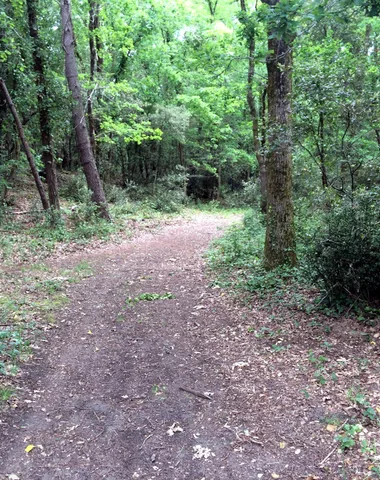 Sentier de la Loge – Forêt de la Coubre