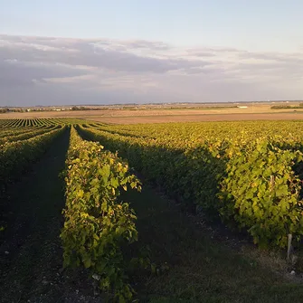 Visite du domaine viticole – Domaine des Claires
