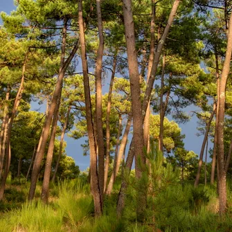 Boucle VTC (saisonnière) – Entre Forêt de la Coubre et Seudre ostréicole