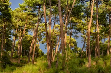 Boucle VTC (saisonnière) – Entre Forêt de la Coubre et Seudre ostréicole