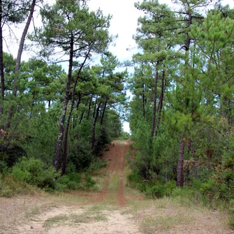 Sentier les Roseaux – Forêt de la Coubre