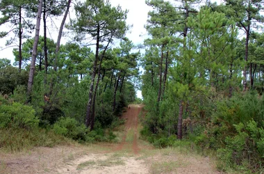 Sentier les Roseaux – Forêt de la Coubre