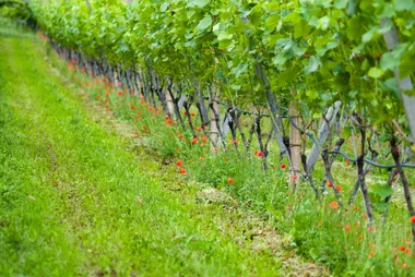 Atelier oenologique – Vin conventionnel, bio, biodynamie, nature quelles différences ?