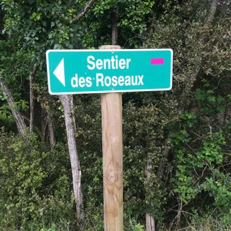 Sentier les Roseaux – Forêt de la Coubre