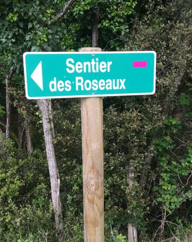 Sentier les Roseaux – Forêt de la Coubre