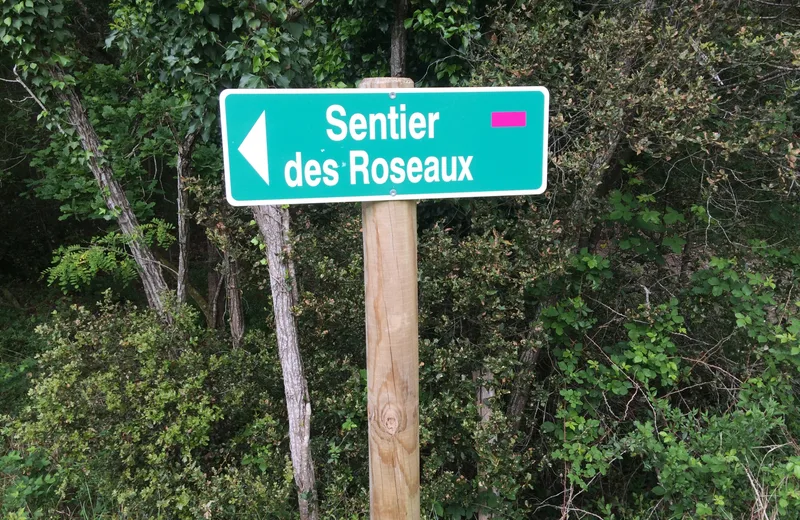 Sentier les Roseaux – Forêt de la Coubre