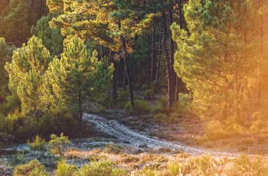 Jeu de piste “À la découverte de la Forêt de la Coubre”