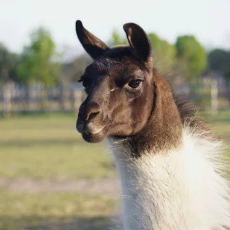 Parc aux animaux – Ferme de Magné