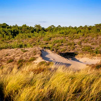 Boucle VTC – Entre Seudre et forêt de la Coubre