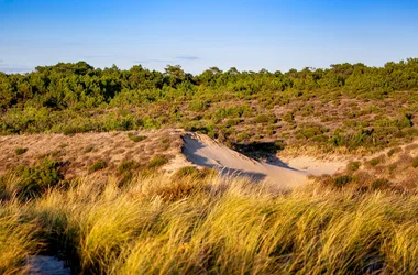 Boucle VTC – Entre Seudre et forêt de la Coubre