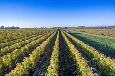 Conférence “La vigne spectacle” – Guillard Michel et Jolly Michel