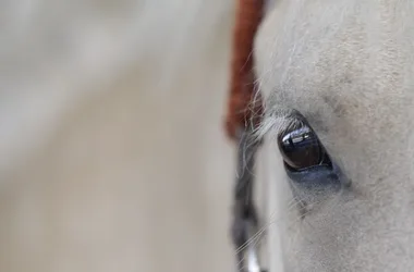 Poney Club “Le Petit Carrousel”