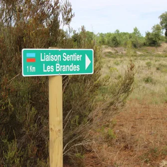 Sentier de liaison : du sentier du Requin à celui des Brandes