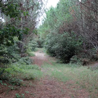 Sentier des Rochelais – Forêt de la Coubre