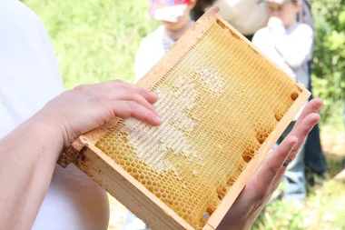 Démonstration d’extraction de miel…. du Parc de l’Estuaire !