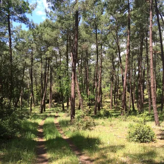 Sentier du Gardour – Forêt de la Coubre