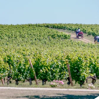 Château Loudenne – AOC Médoc Certifié HVE