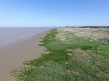 Sortie découverte des vasières estuariennes