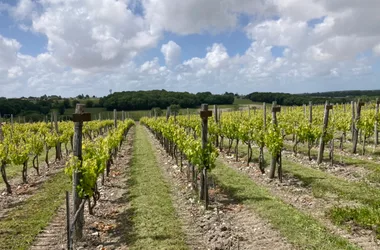 Domaine Côtes de l’Estuaire