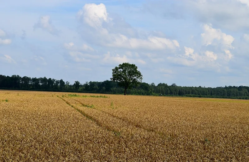 Sentier Détours N°2 – Médis