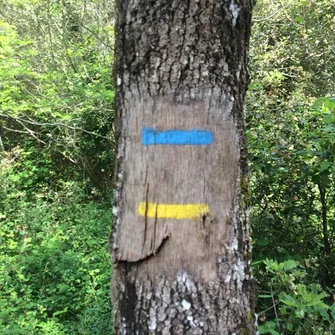 Sentier des Brandes – Forêt de la Coubre