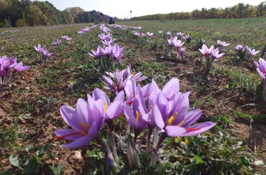 Safran du Jardin du Riollet