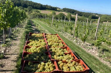 Domaine Côtes de l’Estuaire