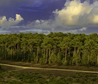 Sentier des Carreaux – Forêt de la Coubre