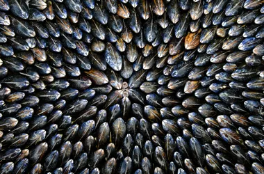 Éclade de moules, Bal et Feu d’artifice