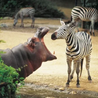 Zoo de Bâle