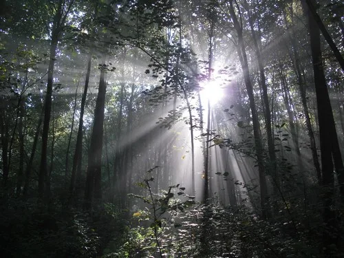 La Voie Verte de la forêt de la Hardt