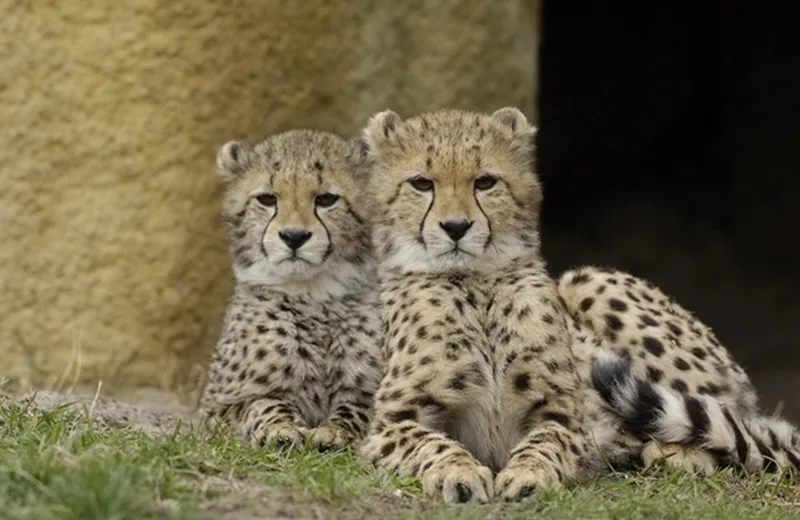 Zoo de Bâle