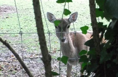 Parc zoologique Lange Erlen