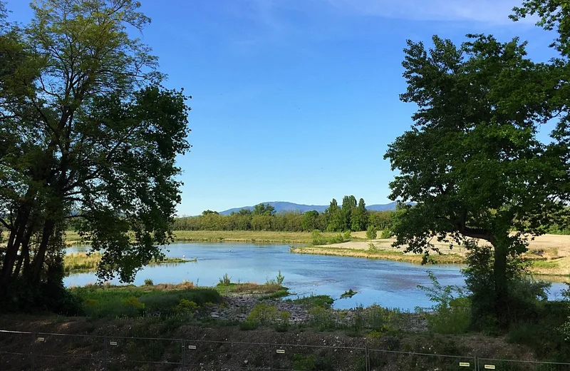 Un espace renaturé sur l’île du Rhin