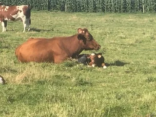 veau avec sa maman