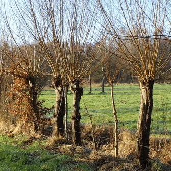 Sortie nature “Drôle de trogne”