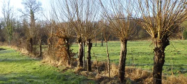 Sortie nature “Drôle de trogne”