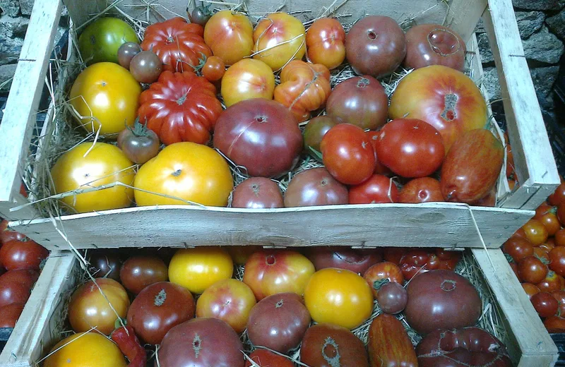 Colection-de-tomate-2048x1536