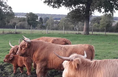 PRODUITS FERMIERS – VIANDE BOVINE ET OVINE