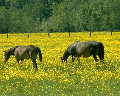 FERME EQUESTRE LA LICORNE