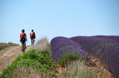 Un itinéraire gravel très coloré en période de floraison de la lavande !