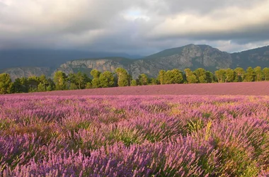 GRÉOUX-LES-BAINS – Le Tour des balcons du Verdon et plateau de Valensole