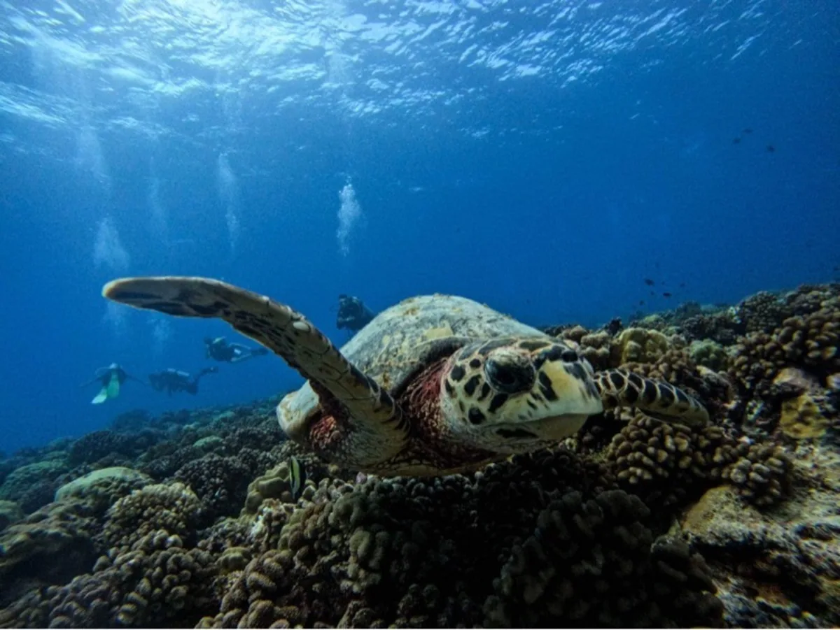 Raie Manta Diving Tikehau - Tahiti Tourisme