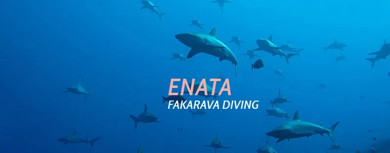 Enata Diving Center - Tahiti Tourisme