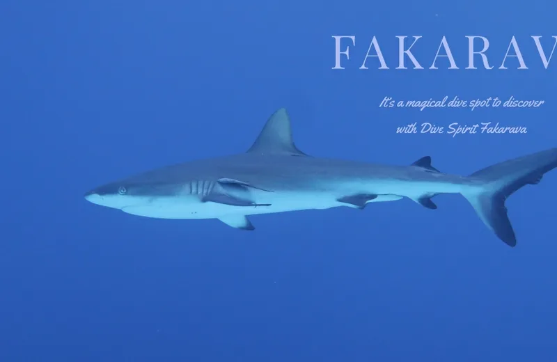 Dive Spirit Fakarava - Tahiti Tourisme